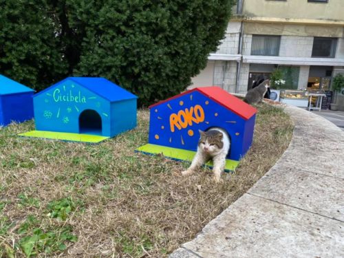 Κροατία: Στέγη σε αδέσποτες γάτες …σταρ δίνουν υπάλληλοι του Εθνικού Θεάτρου