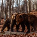 Ξύπνησαν οι αρκούδες στο Καταφύγιο του «Αρκτούρου» στο Νυμφαίο της Φλώρινας