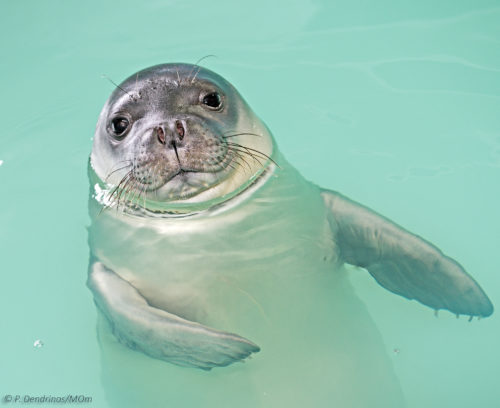 Η Λένα και η Νικόλ ξανά ελεύθερες στα νερά του Αιγαίου