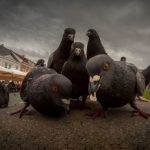 30 παρέες ζώων έτοιμες να βγάλουν δίσκο