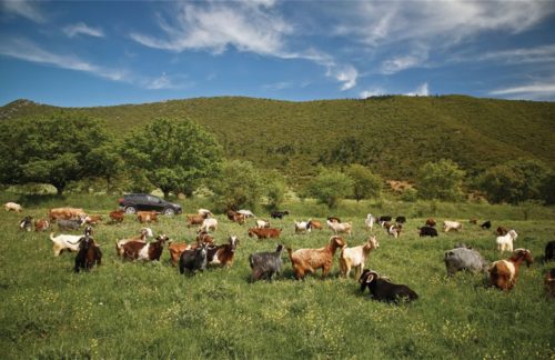 Ευρωπαϊκό Δικαστήριο: Απαλλαγή της Ελλάδας από πρόστιμο για τα βοσκοτόπια