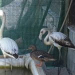 Δύο φλαμίνγκο θα επανεντάξει η Δράση για την Άγρια Ζωή