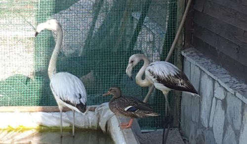 Δύο φλαμίνγκο θα επανεντάξει η Δράση για την Άγρια Ζωή