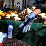 Ρόδος-Κορονοϊός: Επέμβαση της αστυνομίας για τη διακοπή λειτουργίας λαϊκής αγοράς