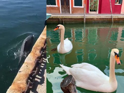 National Geographic: Δεν ξαναγύρισε καμία «άγρια ζωή» στη Βενετία εξαιτίας του κορονοϊού