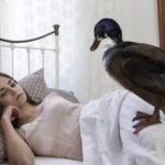 Δείτε δωρεάν την πολυβραβευμένη «Αγριόπαπια» του Ίψεν σε σκηνοθεσία Δημήτρη Τάρλοου