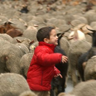 Πόσο φιλόζωος είμαι αν ταΐζω τα αδέσποτα της γειτονιάς και μετά τρώω μπριζόλες;