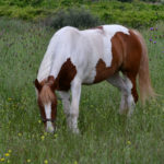 Καβάλα: Άγνωστοι δηλητηρίασαν άλογα και σκυλιά σε ιππικό όμιλο