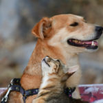 Καβάλα: Η Ζωοφιλική Ένωση Παιδιών σε δράση και εν μέσω πανδημίας