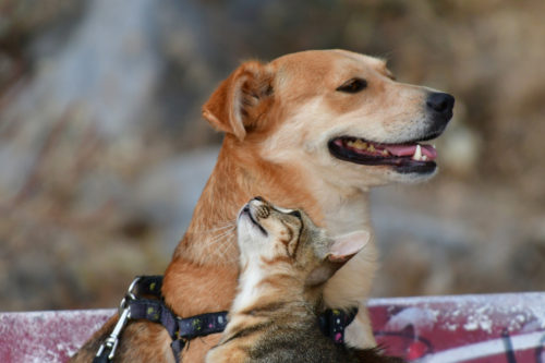 Νέα κτηνωδία στην Κρήτη – Πυροβόλησαν σκύλο έξω από το σπίτι του