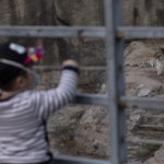 ΗΠΑ: Μία τίγρη στον ζωοολογικό κήπο του Μπρονξ προσβλήθηκε από τον κορονοϊό