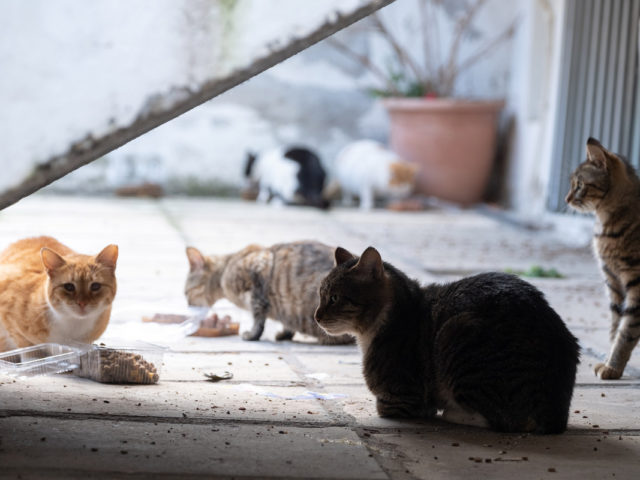 Οι καλύτεροι μας φίλοι μας χρειάζονται ακόμη περισσότερο στην κρίση του κορωνοϊού
