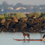 Και οι σκύλοι μπορούν να γίνουν επαναστάτες χωρίς αιτία