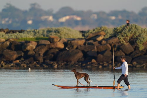 Και οι σκύλοι μπορούν να γίνουν επαναστάτες χωρίς αιτία