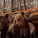 Αρκτούρος: Πώς εξελίσσεται η καμπάνια ενίσχυσης;