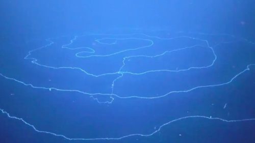 Που βρίσκεται το μακρύτερο ζώο της γης;