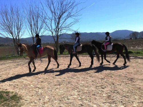 Ανησυχία στους ιδιοκτήτες αλόγων μετά και νέο περιστατικό δηλητηρίασης ζώου