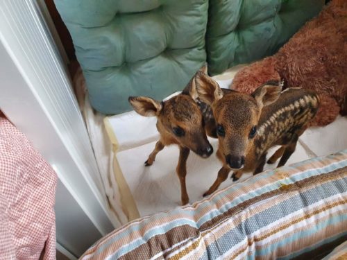 Ακόμα ένα μικρό ζαρκάδι μεταφέρθηκε για περίθαλψη στον «Αρκτούρο»