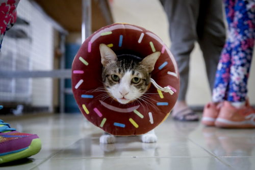 Γάτα στη Γαλλία επέζησε του νέου κορωνοϊού