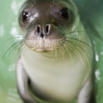 Επτά νεκρές Μεσογειακές Φώκιες εντοπίστηκαν στο Αιγαίο