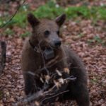 Αρκτούρος: Ελευθερία για τον Μπράντλεϊ, αδυναμία επανένταξης στη φύση για τον Κούπερ