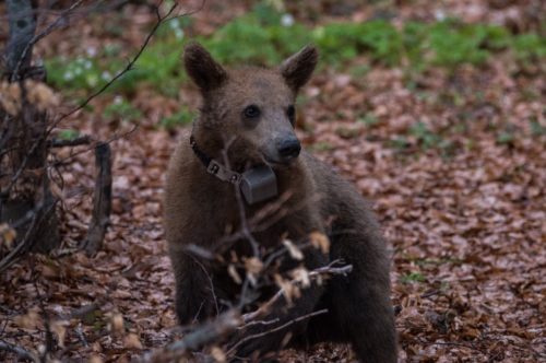 Αρκτούρος: Ελευθερία για τον Μπράντλεϊ, αδυναμία επανένταξης στη φύση για τον Κούπερ