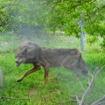 Η Ελισάβετ, η τραυματισμένη λύκαινα, δεν μπορεί να επιστρέψει στο δάσος