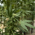 Σέρρες: 23χρονος μετέτρεψε διαμέρισμα σε εργαστήρι υδροπονικής καλλιέργειας κάνναβης