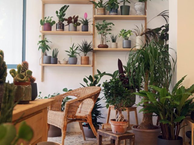 Στο Mother θα βρείτε το φυτό που σας ταιριάζει. Είτε είστε μύστες της χλωρίδας, είτε τώρα αρχίσατε να την μαθαίνετε…