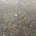 Γιατι έχει τόσο φυτοπλαγκτόν στις ελληνικές ακτές;