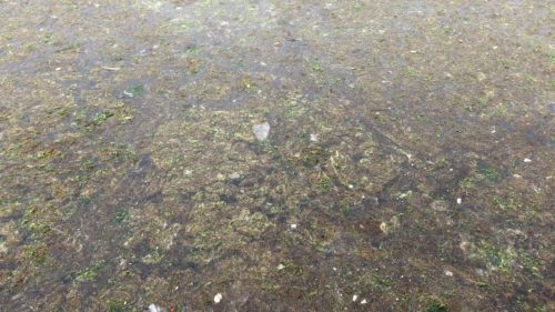 Γιατι έχει τόσο φυτοπλαγκτόν στις ελληνικές ακτές;