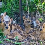 Τετράδα έγιναν τα ζαρκαδάκια που περιθάλπει ο «Αρκτούρος»