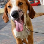 Ο Bullet ψάχνει σπίτι