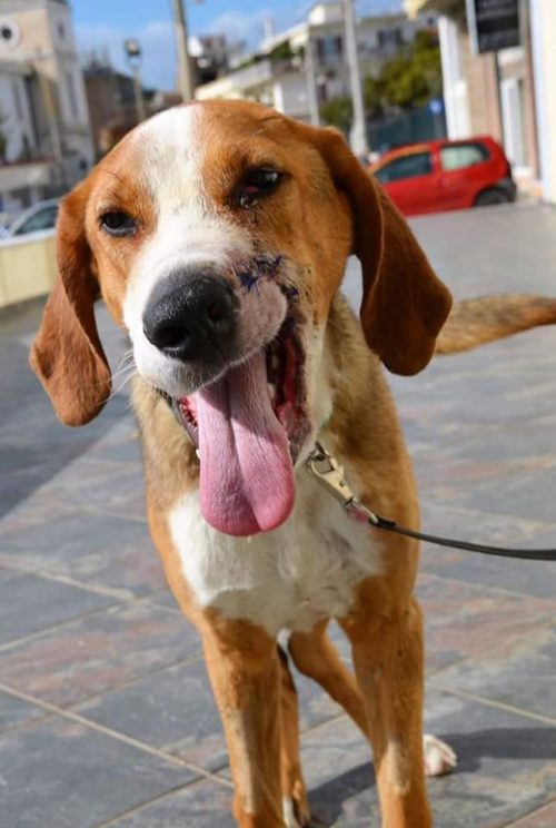 Ο Bullet ψάχνει σπίτι