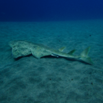 Προστατέψτε τους αγγελοκαρχαρίες του Αιγαίου