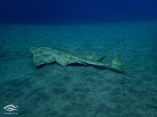 Προστατέψτε τους αγγελοκαρχαρίες του Αιγαίου