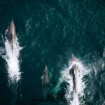 Αριθμός ρεκόρ νεκρών δελφινιών ξεβράζεται στις ακτές της Γαλλίας