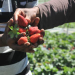 «Επικίνδυνες» οι συνθήκες διαβίωσης των μεταναστών εργατών γης στη Μανωλάδα