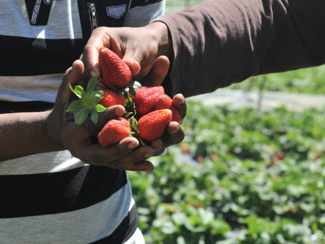 Αξιοπρεπείς συνθήκες εργασίας και διαβίωσης διεκδικούν οι εργάτες της Μανωλάδας
