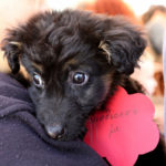 «Η υιοθεσία δεν είναι “εμπόριο”, κύριε Πρωθυπουργέ, και οι εθελοντές δεν είναι “λαθρέμποροι”»