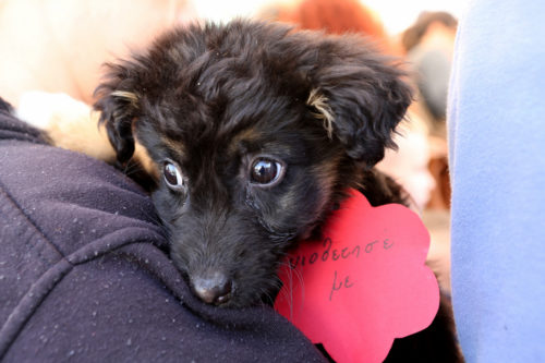 «Η υιοθεσία δεν είναι “εμπόριο”, κύριε Πρωθυπουργέ, και οι εθελοντές δεν είναι “λαθρέμποροι”»