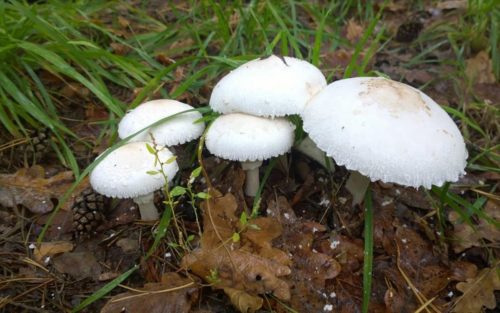 Ποια είναι τα δηλητηριώδη είδη μανιταριών στην Ελλάδα;