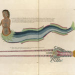 Δείτε οnline έγχρωμες απεικονίσεις θαλάσσιας ζωής του 18ου αιώνα