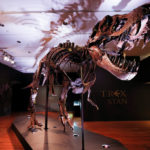 ΗΠΑ: Ένας σκελετός T-rex, ηλικίας 67 εκατομμυρίων ετών, θα δημοπρατηθεί στη Νέα Υόρκη