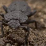 Αυτό το σκαθάρι δεν παθαίνει τίποτα