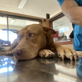 Ο κακοποιημένος Reino είναι πάλι χαρούμενος, χάρη στον κτηνίατρο Κωστή Τερεζάκη