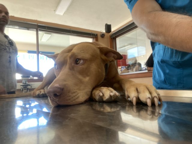 Ο κακοποιημένος Reino είναι πάλι χαρούμενος, χάρη στον κτηνίατρο Κωστή Τερεζάκη