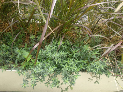 Μεγάλος Περίπατος: Φύτεψαν κάνναβη στις ζαρντινιέρες στο κέντρο της Αθήνας