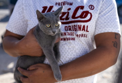 Κορωνοϊός: Εκτρεφόμενα και κατοικίδια ζώα δεν μπορούν να μολυνθούν μεταξύ τους, ούτε να μολύνουν τον άνθρωπο