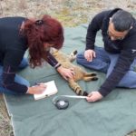 Αγριόγατες υπό παρακολούθηση στην περιοχή της Κορώνειας- Βόλβης